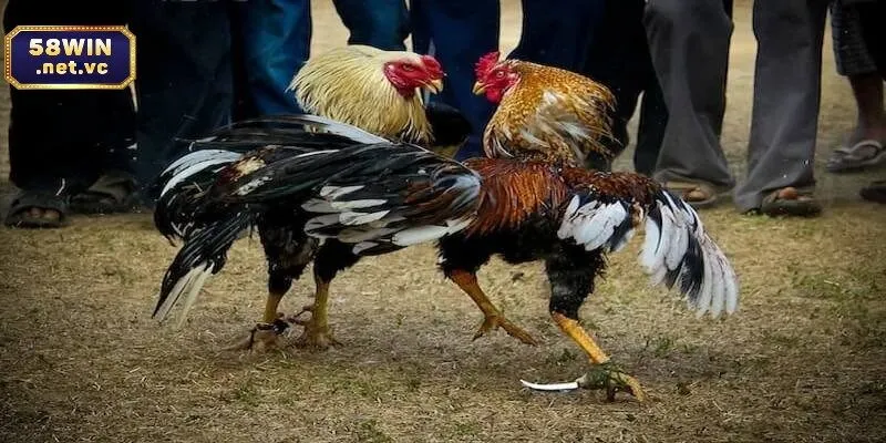 Xem tướng để chọn ra chiến kê tham gia đá gà cựa dao 58WIN tốt nhất